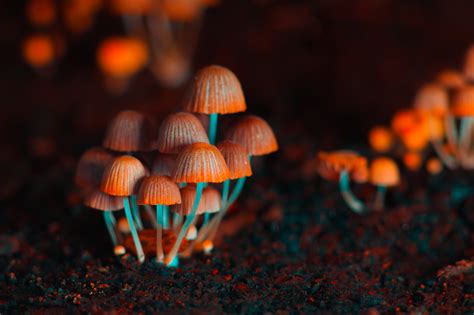 The Role of Magic Mushroom Spores in Shamanic Practices